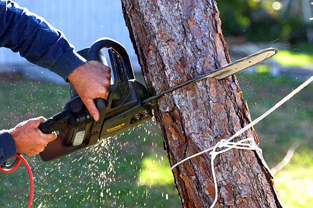 How Our Tree Care Process Works  in  New River, AZ